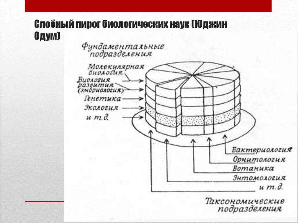 Слоёный пирог биологических наук (Юджин Одум)