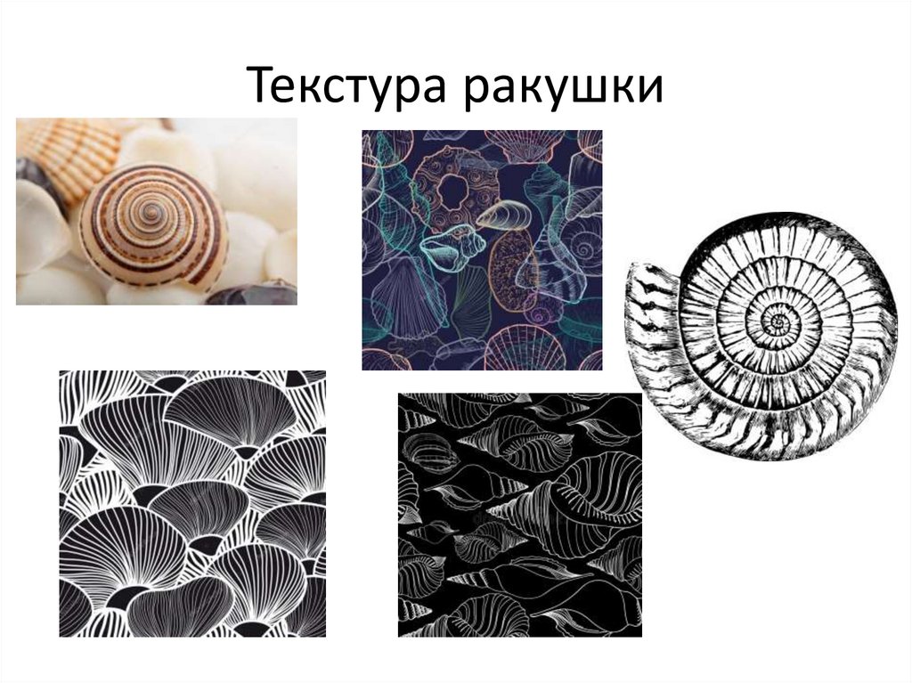 Текстура ракушки