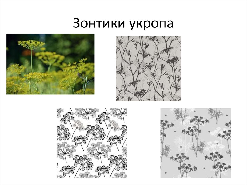 Зонтики укропа