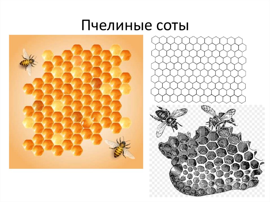 Пчелиные соты