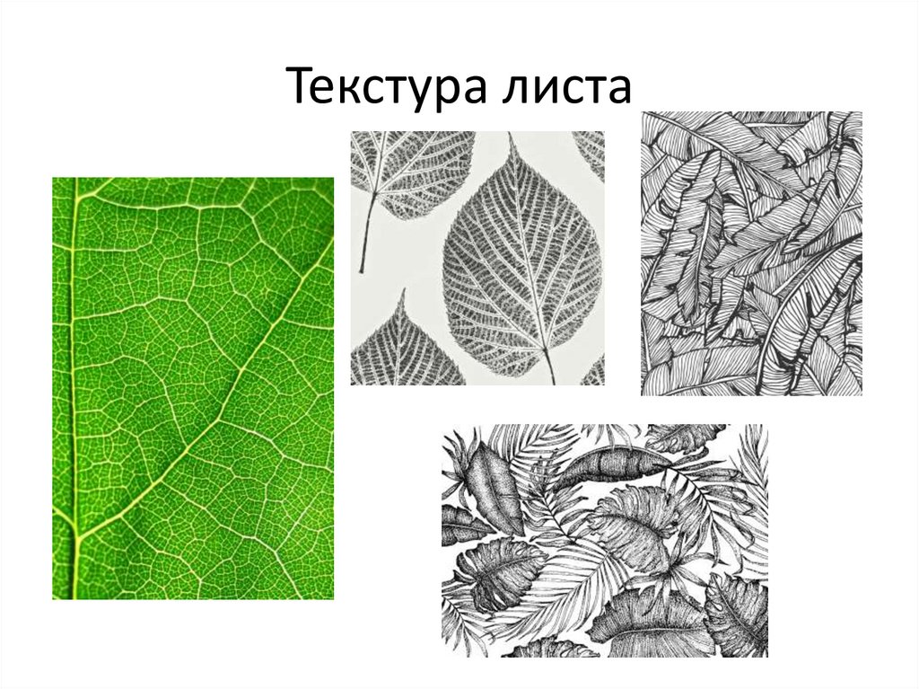 Текстура листа