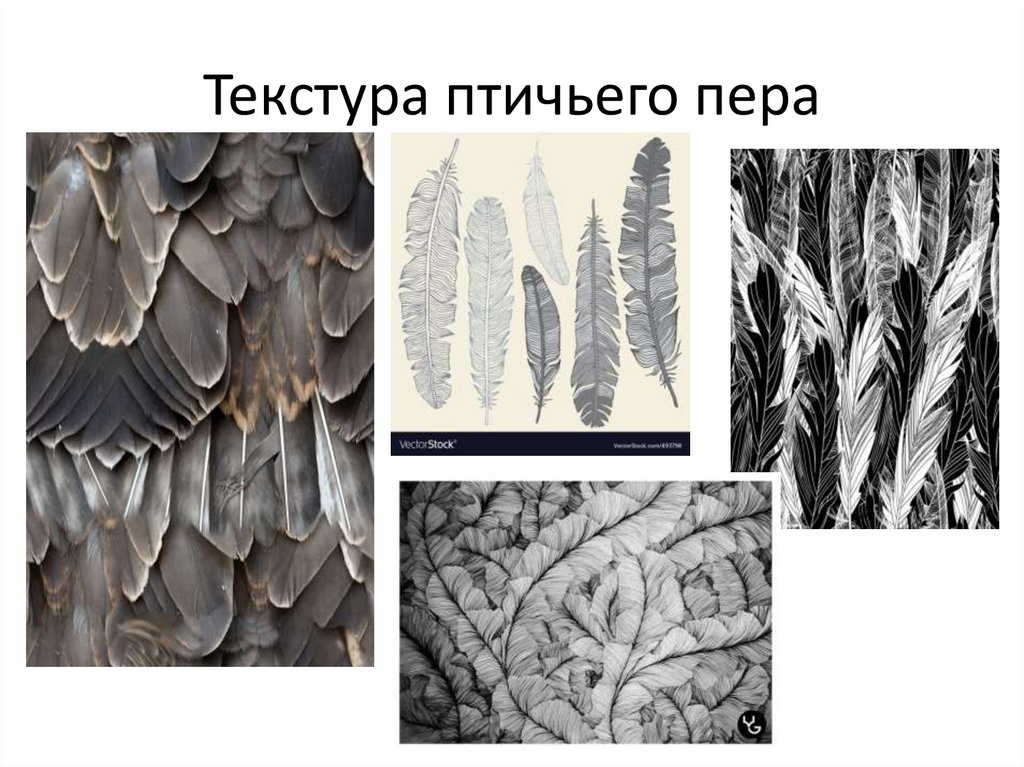 Текстура птичьего пера