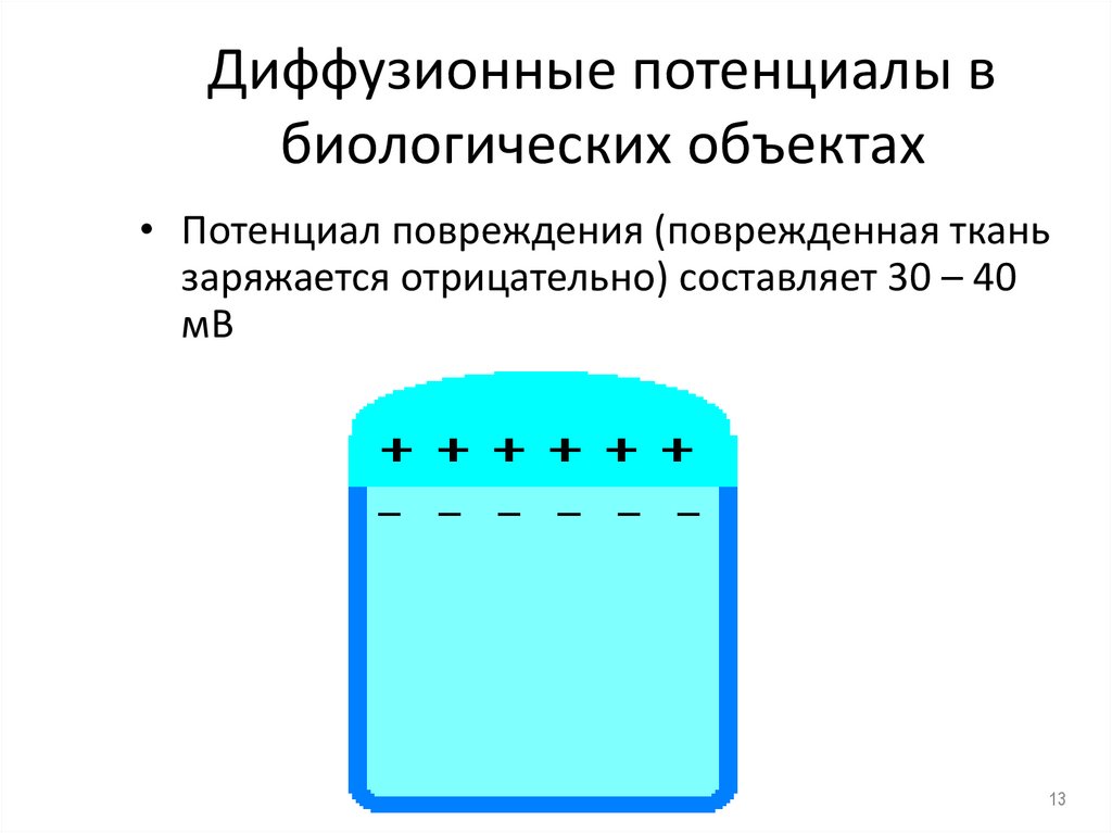 Диффузионные потенциалы в биологических объектах