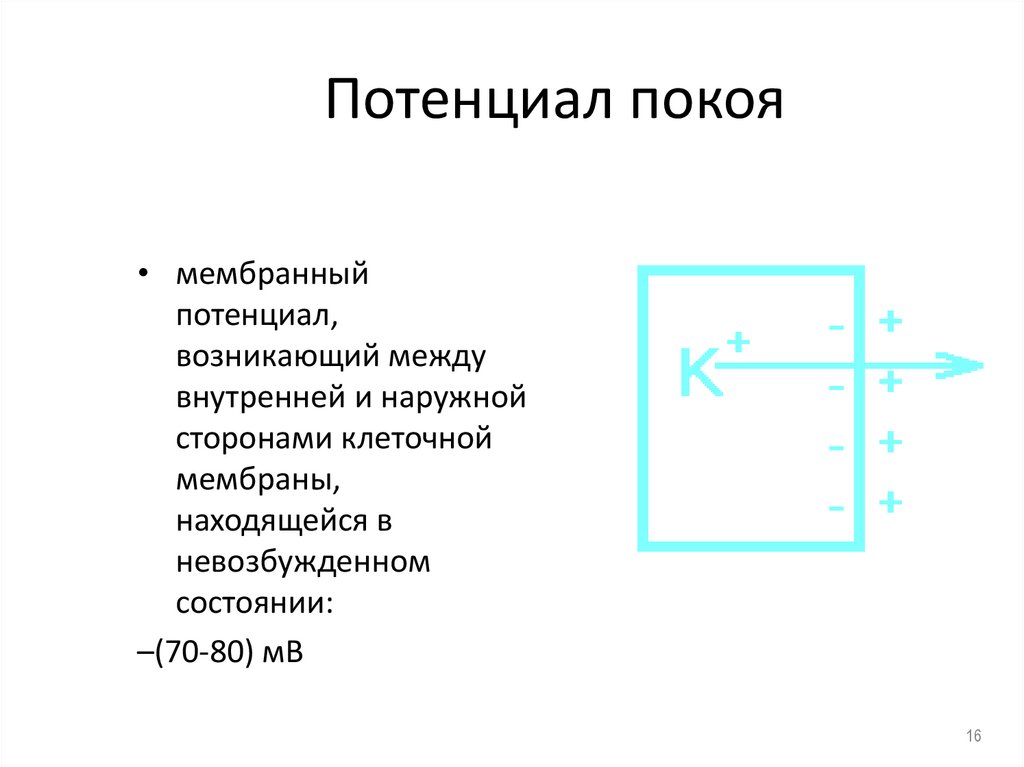 Потенциал покоя