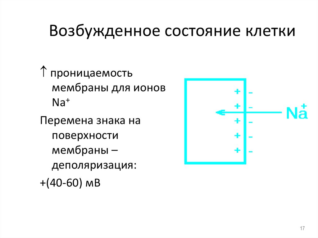 Возбужденное состояние клетки