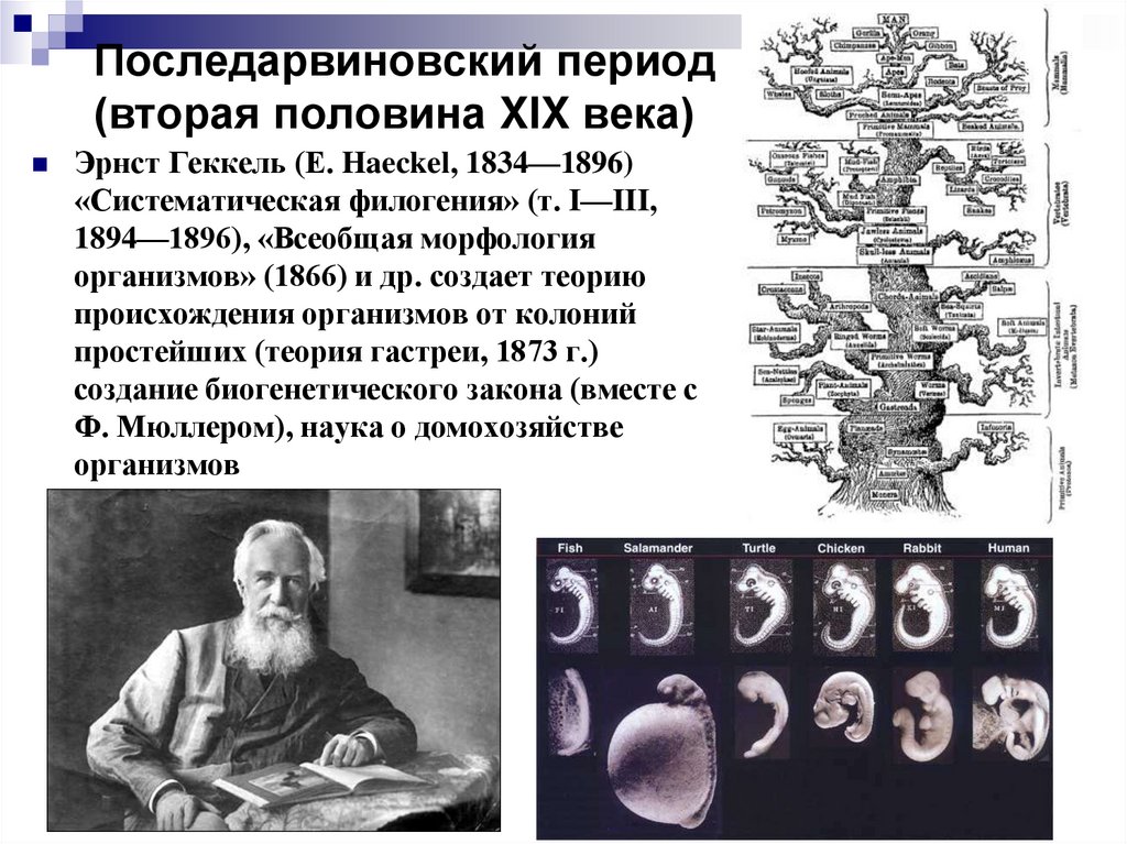 Последарвиновский период (вторая половина XIX века)