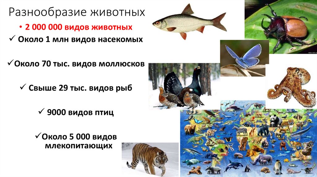 Различия животных и растений