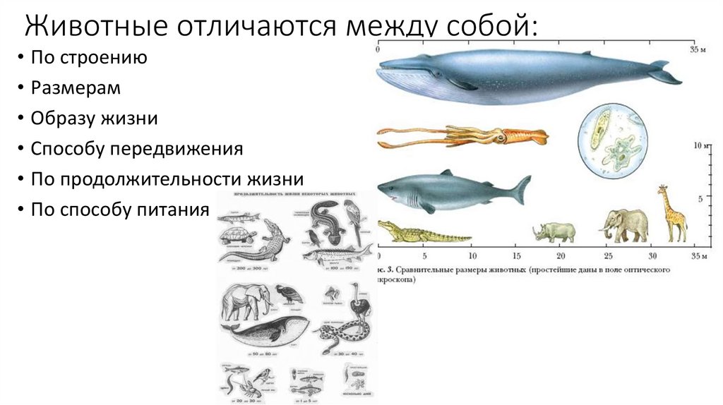 Разнообразие животных