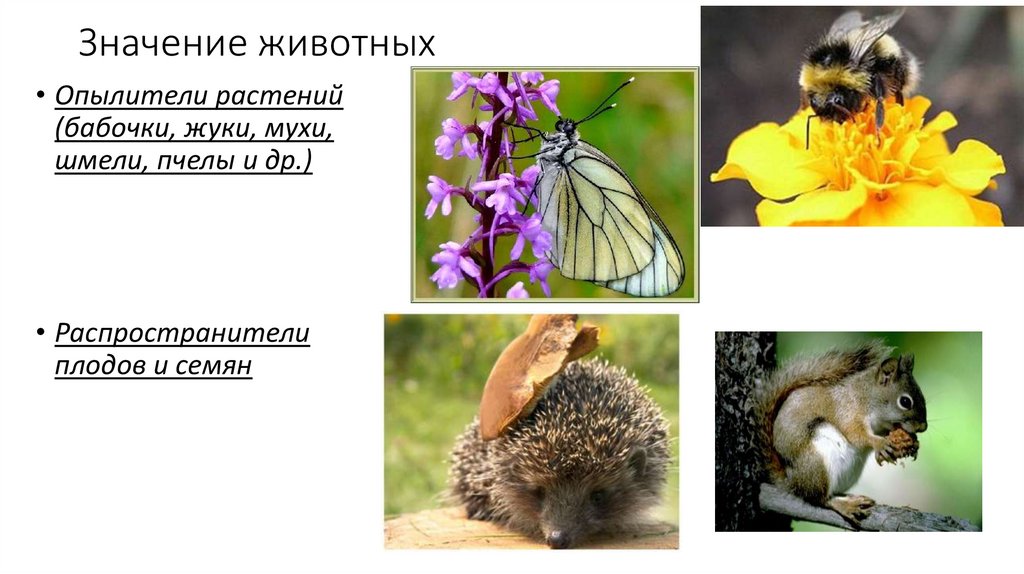 Животные отличаются между собой: