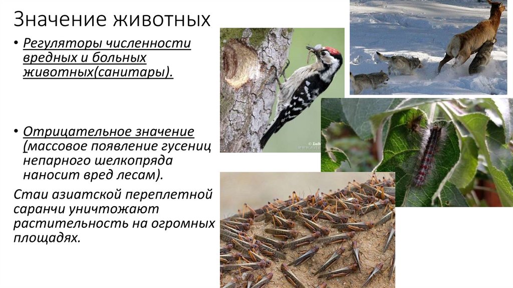 Значение животных