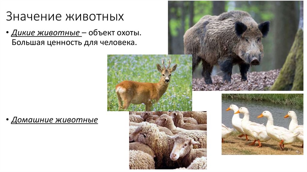 Значение животных