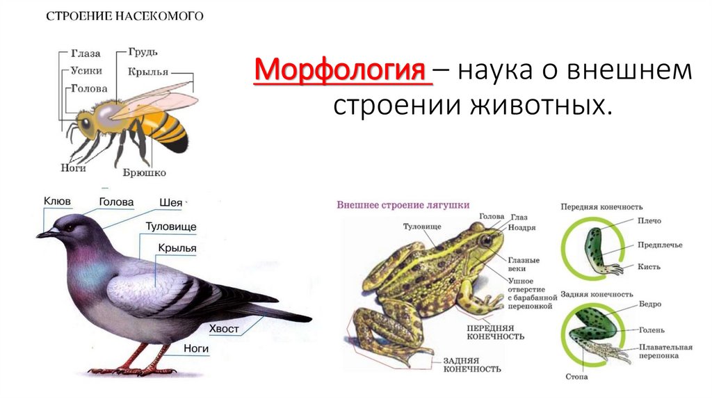 Морфология – наука о внешнем строении животных.