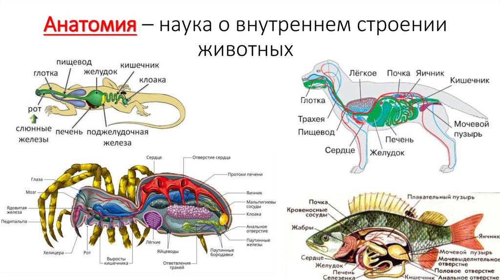 Анатомия – наука о внутреннем строении животных