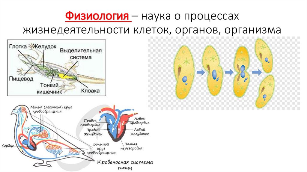 Физиология – наука о процессах жизнедеятельности клеток, органов, организма