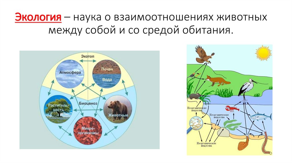 Экология – наука о взаимоотношениях животных между собой и со средой обитания.