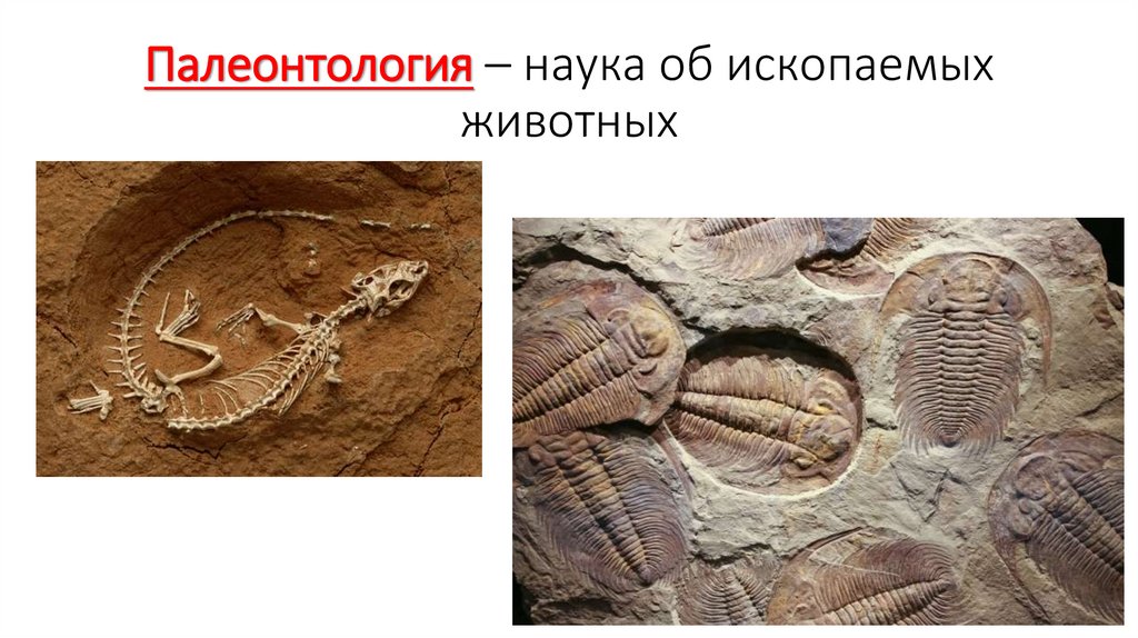 Палеонтология – наука об ископаемых животных
