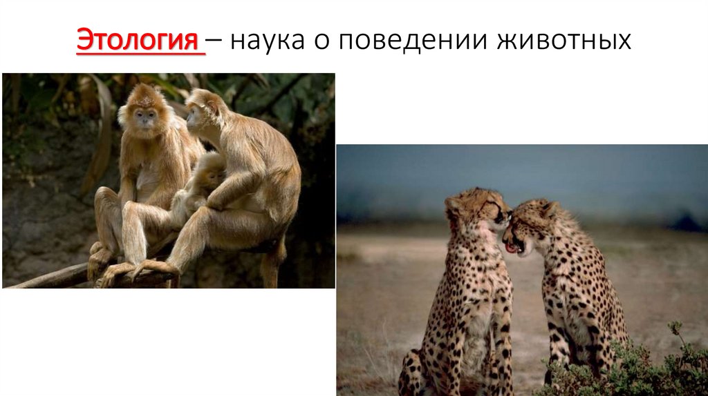 Этология – наука о поведении животных