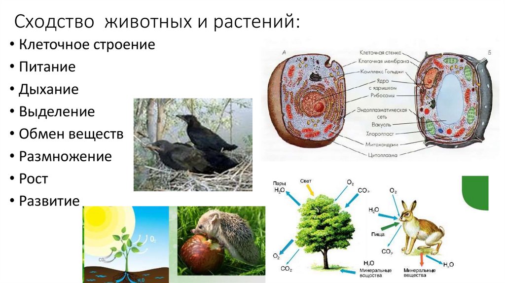 Сходство и различие животных и растений