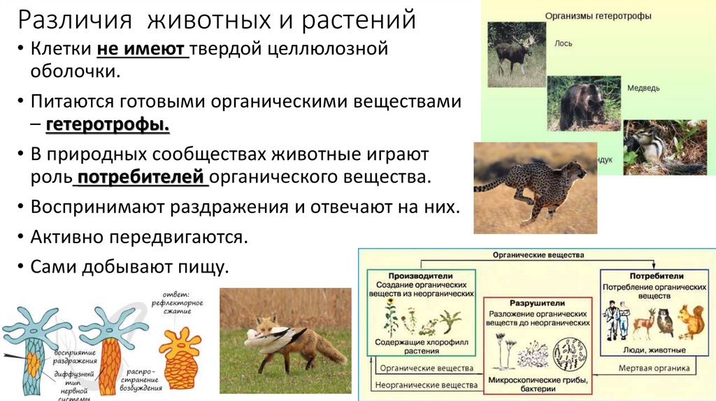 Сходство животных и растений: