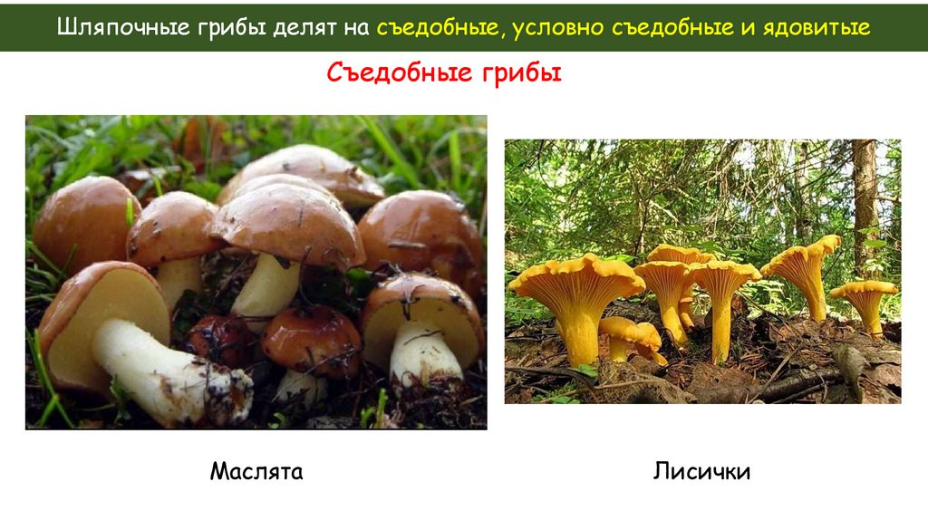 Шляпочные грибы делят на съедобные, условно съедобные и ядовитые