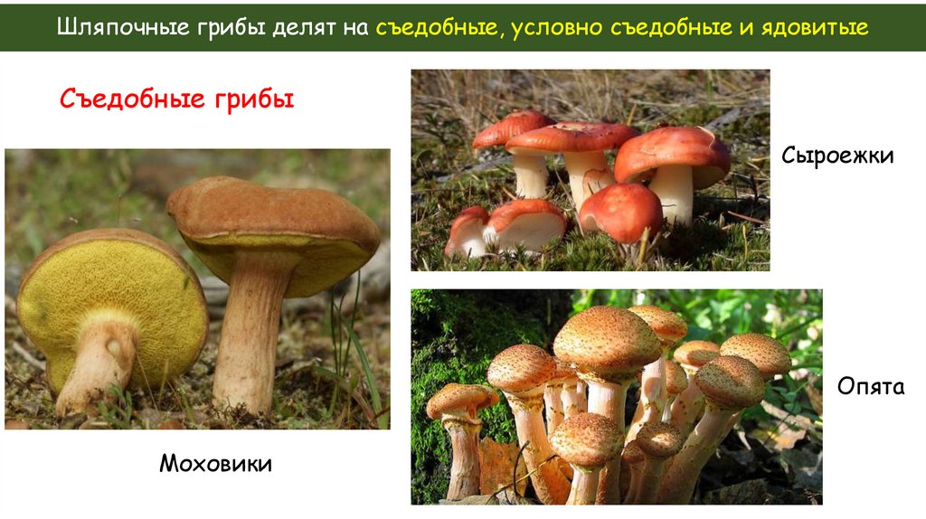 Шляпочные грибы делят на съедобные, условно съедобные и ядовитые