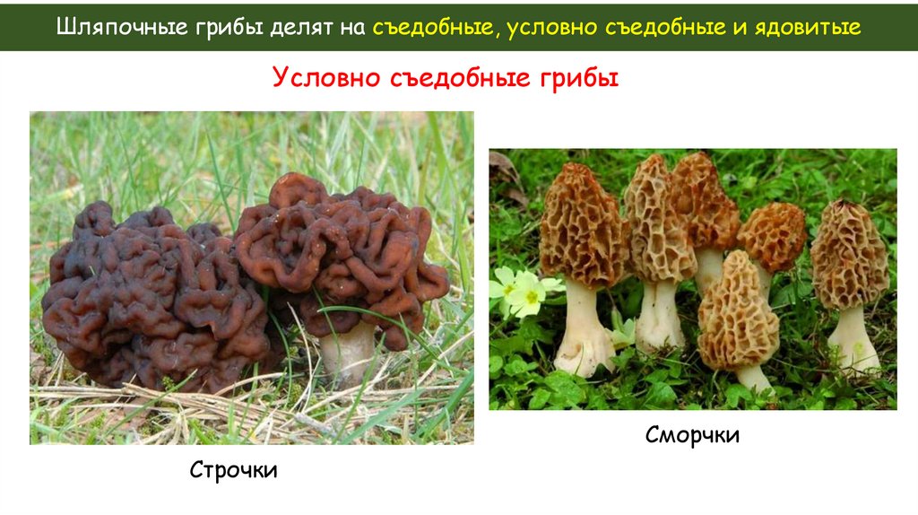 Шляпочные грибы делят на съедобные, условно съедобные и ядовитые