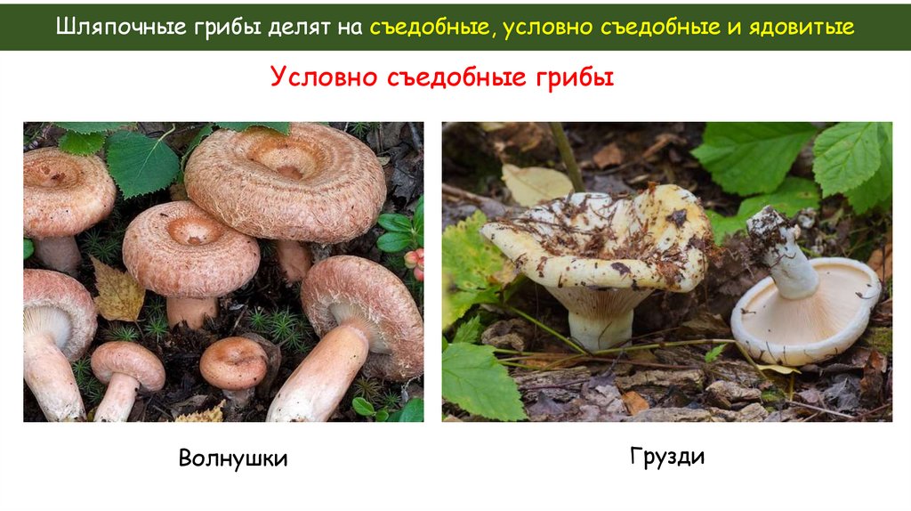 Шляпочные грибы делят на съедобные, условно съедобные и ядовитые