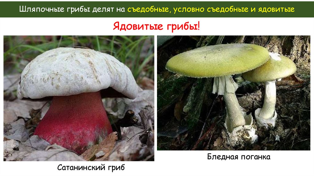 Шляпочные грибы делят на съедобные, условно съедобные и ядовитые