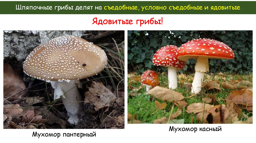 Шляпочные грибы делят на съедобные, условно съедобные и ядовитые