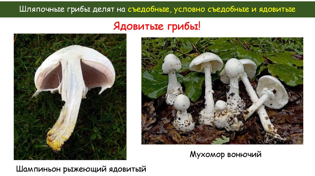 Шляпочные грибы делят на съедобные, условно съедобные и ядовитые