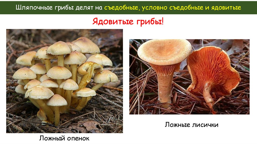 Шляпочные грибы делят на съедобные, условно съедобные и ядовитые