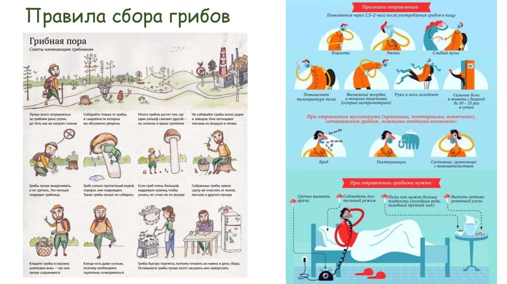 Правила сбора грибов