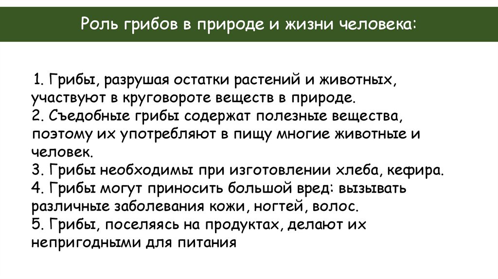 Роль грибов в природе и жизни человека: