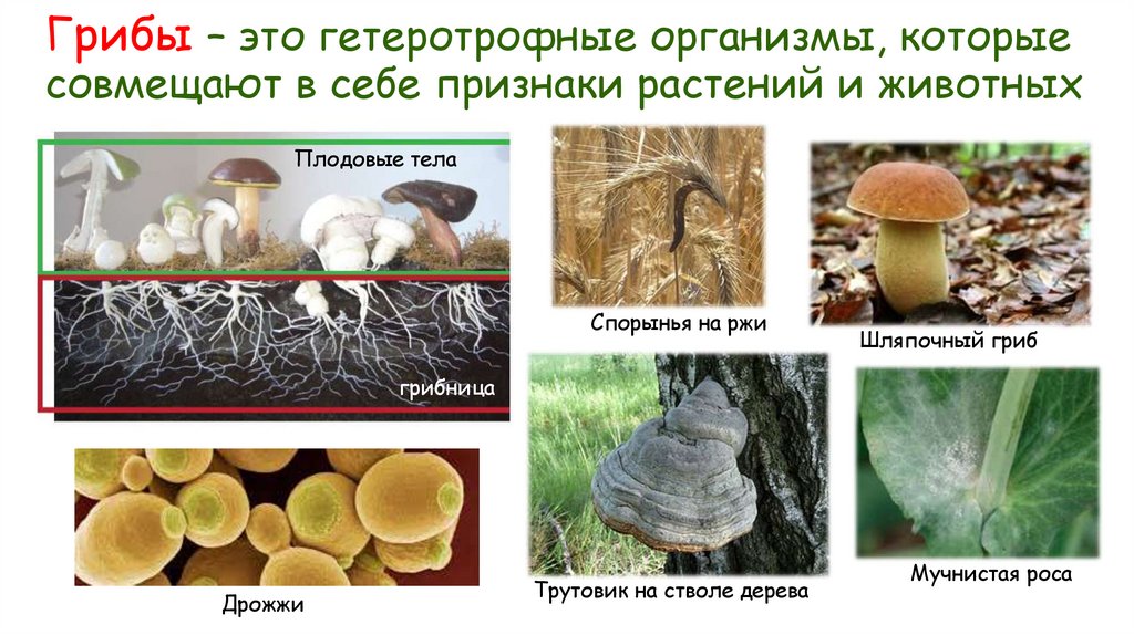 Грибы – это гетеротрофные организмы, которые совмещают в себе признаки растений и животных