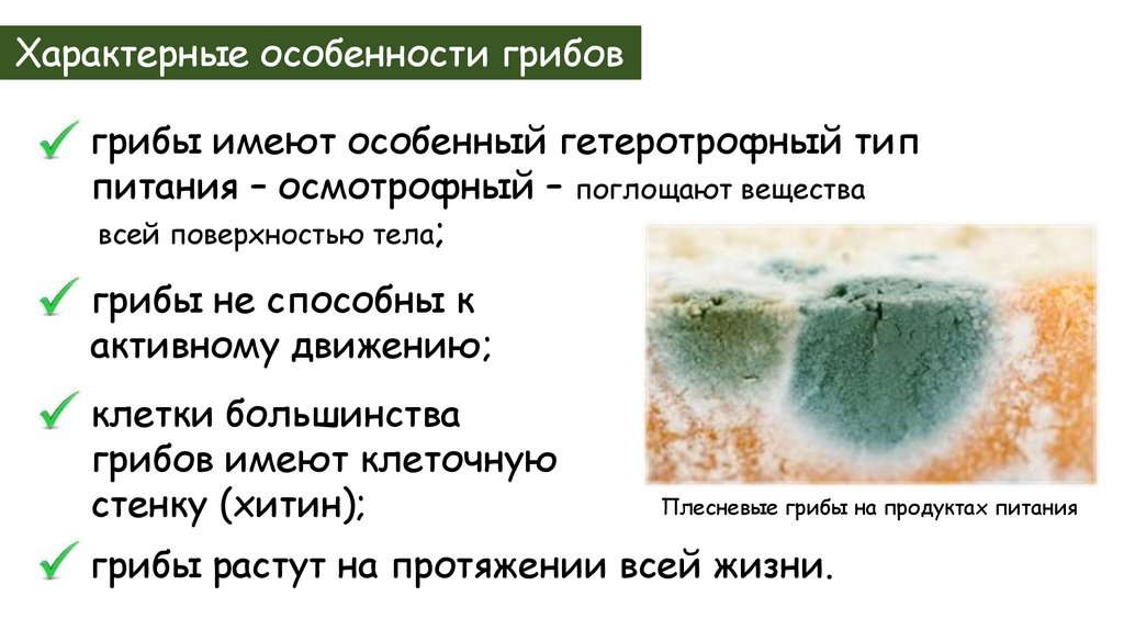 Характерные особенности грибов
