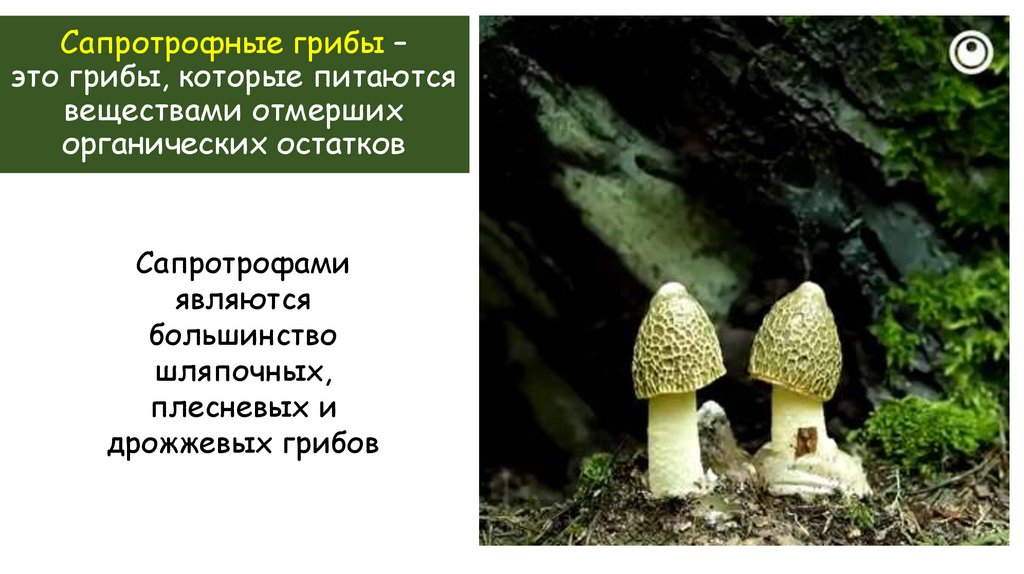 Сапротрофные грибы – это грибы, которые питаются веществами отмерших органических остатков