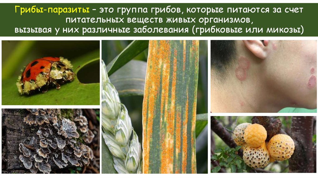 Грибы-паразиты – это группа грибов, которые питаются за счет питательных веществ живых организмов, вызывая у них различные