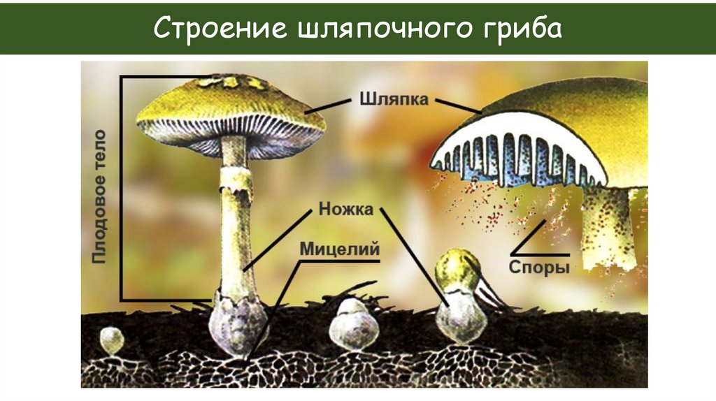Строение шляпочного гриба