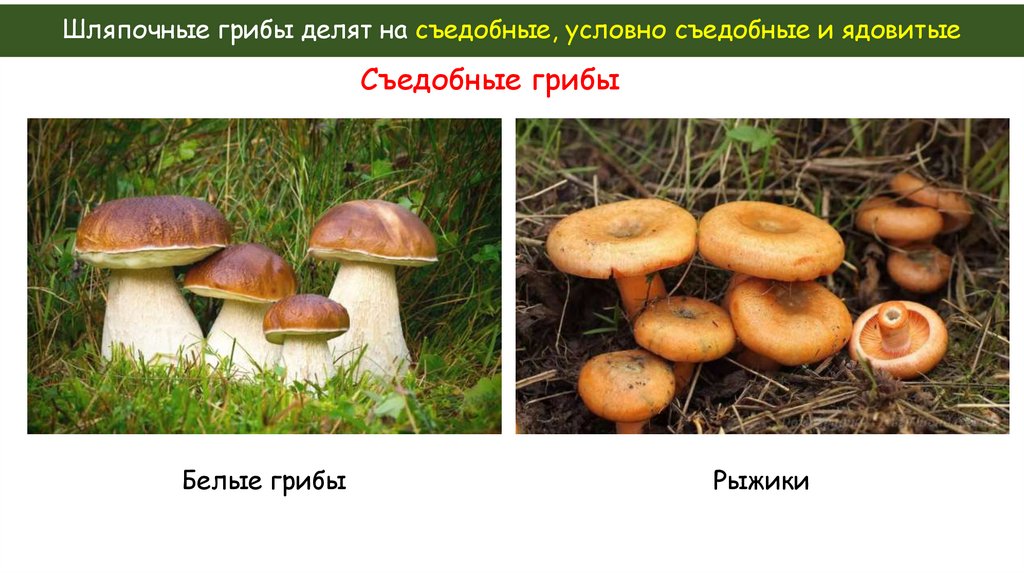 Шляпочные грибы делят на съедобные, условно съедобные и ядовитые