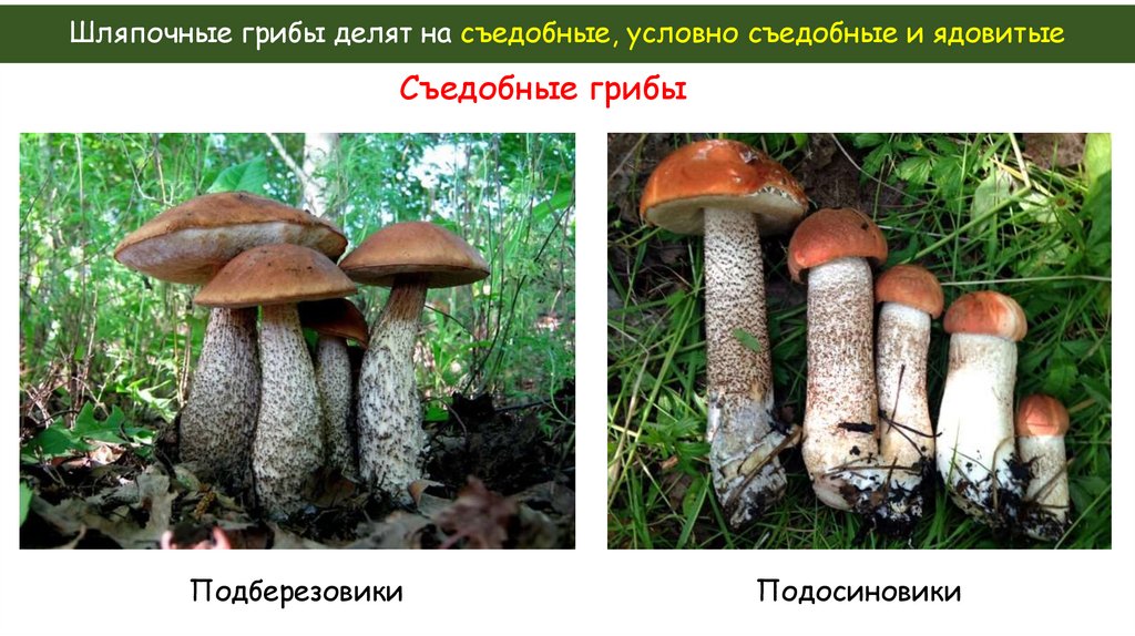 Шляпочные грибы делят на съедобные, условно съедобные и ядовитые