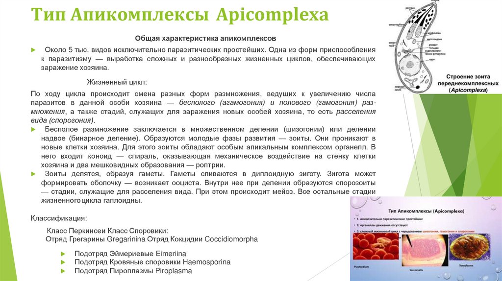 Тип Апикомплексы Apicomplexa