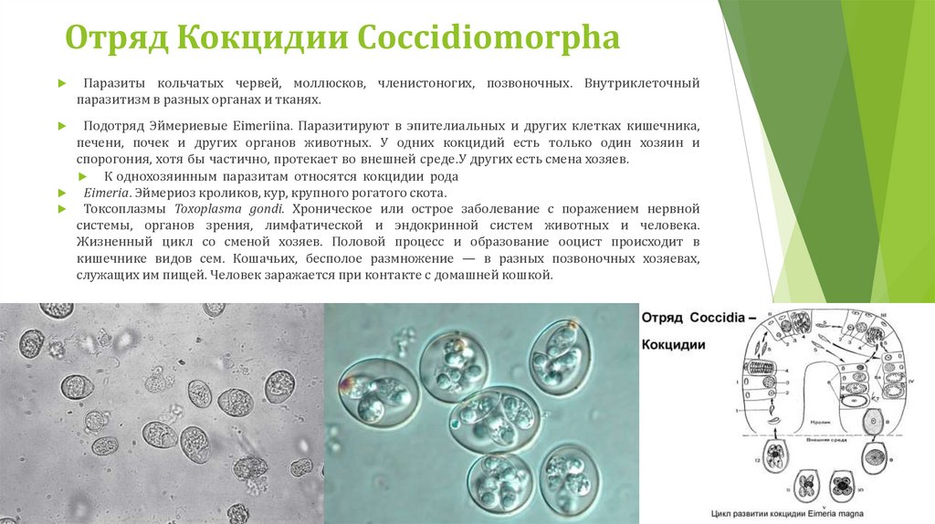 Отряд Кокцидии Coccidiomorpha