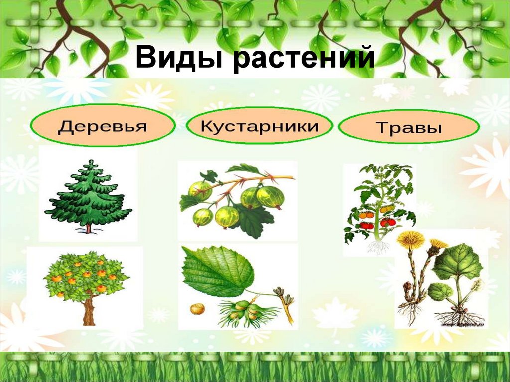 Виды растений