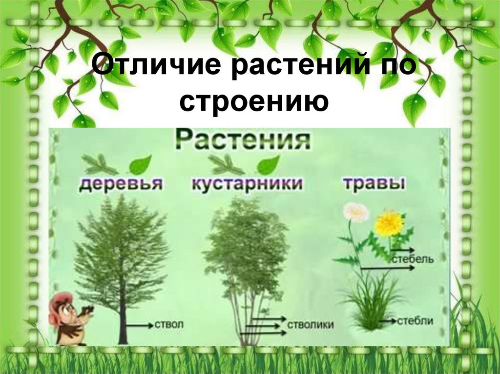 Отличие растений по строению