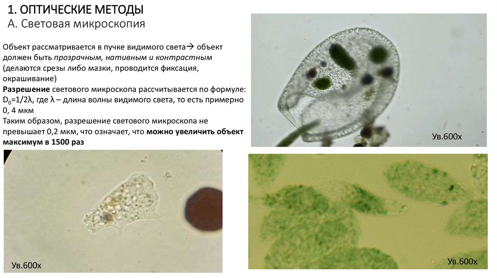 1. ОПТИЧЕСКИЕ МЕТОДЫ А. Световая микроскопия