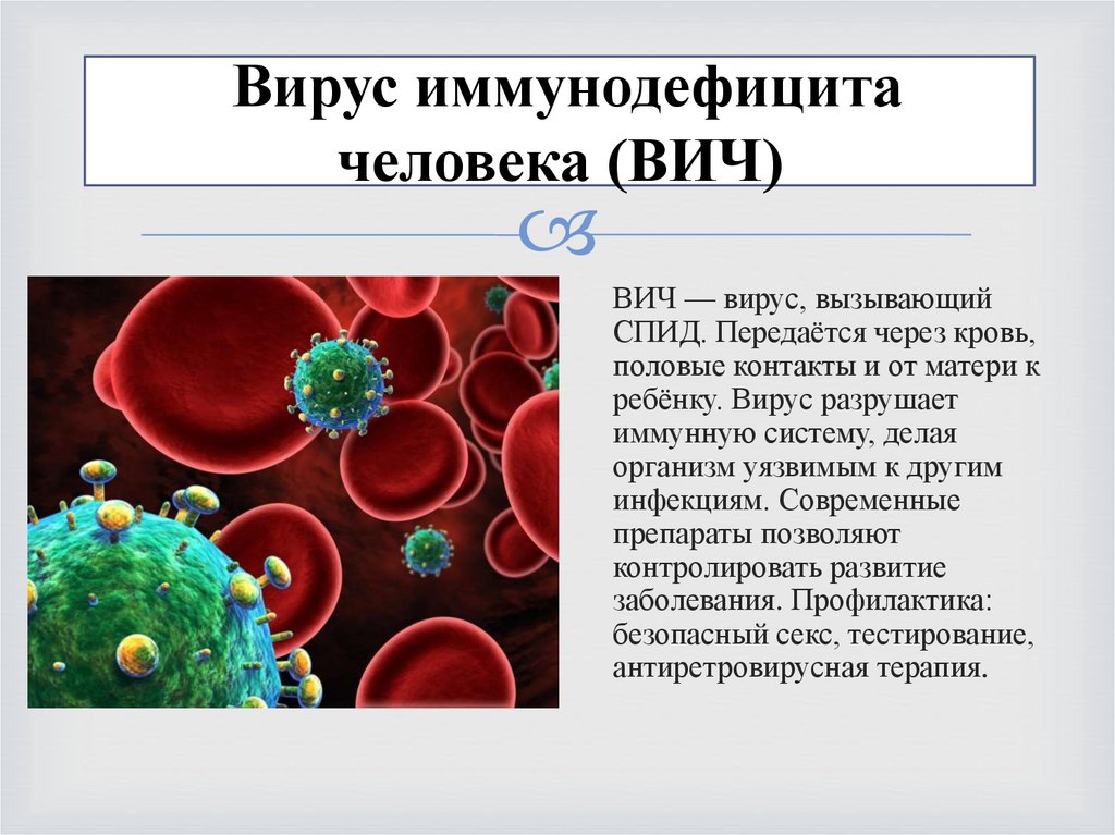  Вирус иммунодефицита человека (ВИЧ)