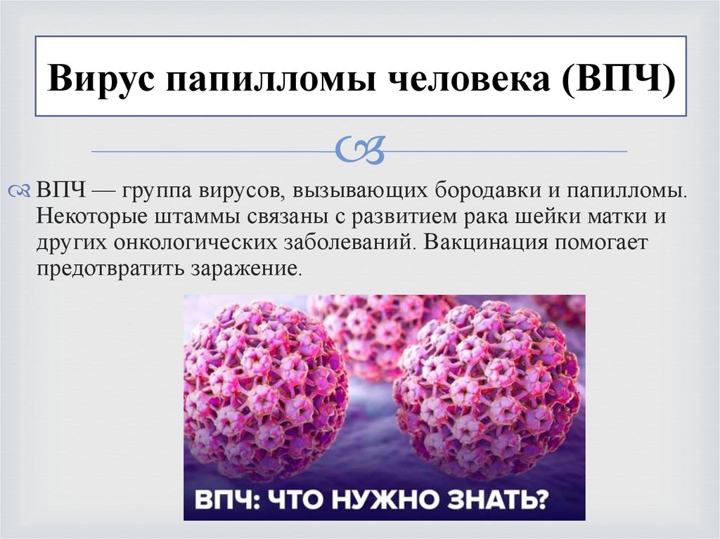 Вирус папилломы человека (ВПЧ)