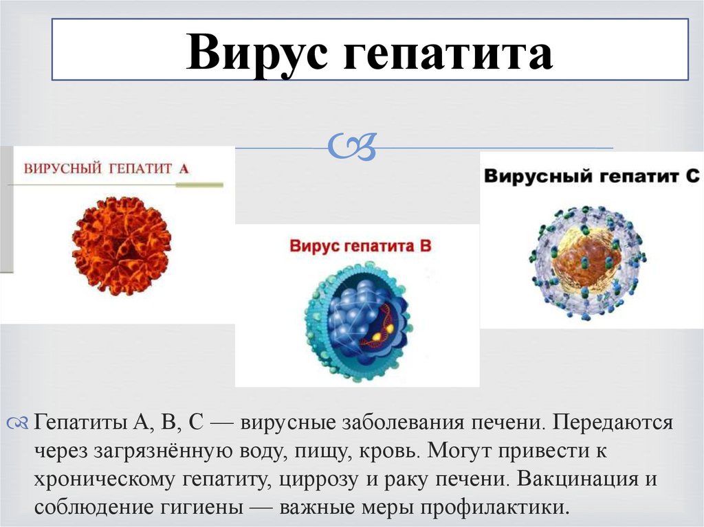 Вирус гепатита