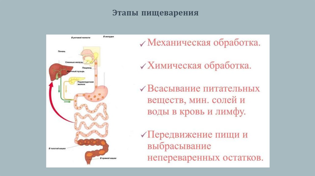 Этапы пищеварения