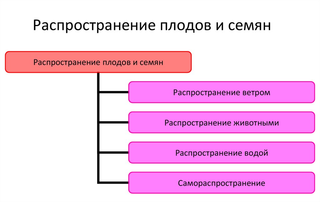 Распространение плодов и семян